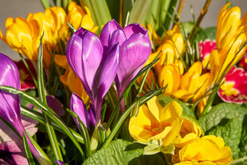 Purple and yellow crocuses in springtime; easter floral arrangement