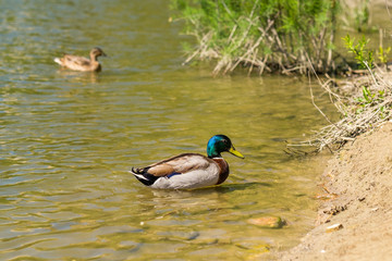 Young and Adult Mallard Duck (Anas platyrhynchos) by the River relaxing