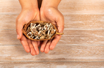 Moringa oleifera - Hands holding moringa seeds