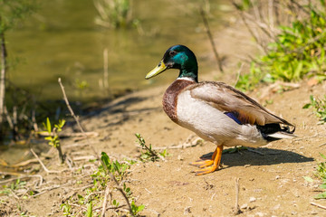 Naklejka na ściany i meble Mallard Duck (Anas platyrhynchos) Relaxing by the River at Noon