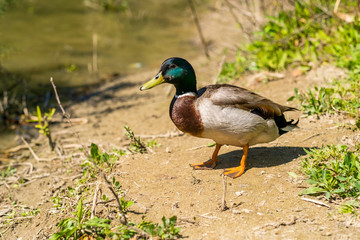 Mallard Duck (Anas platyrhynchos) Relaxing by the River at Noon