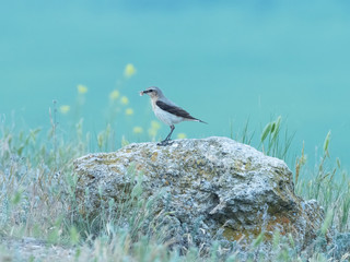 Beautiful female bird on a rock in a green background, Isabelline Wheatear, Oenanthe isabellina, Dobrogea, Romania