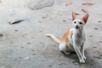 portrait of a cat