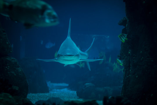 tiburon