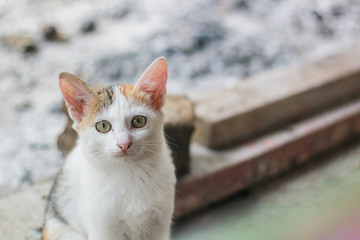 portrait of a cat
