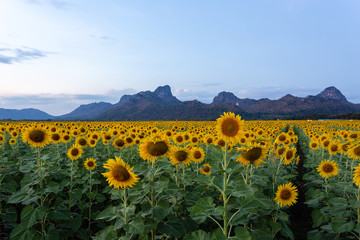 Sunflowers filed with hill background