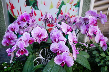 orchid flower