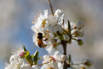 honey bee pollinates prunus blossom on beautiful background of blue sky