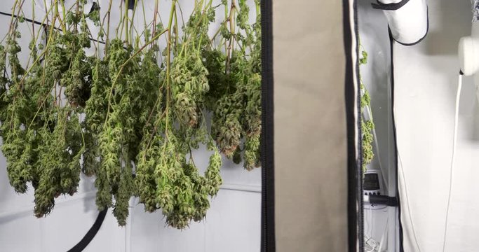 Dolly shot of drying cannabis plants in a grow tent