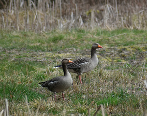 Greilag Gus Anser Anser Anser wildlife.