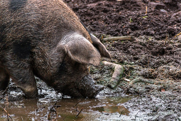 Wild boars wallow in the mud