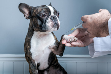 Veterinary doctor before inject antiparasitic vaccine to dog boston terrier with syringe