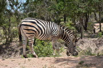Fototapeta na wymiar Zebra Collection in Kruger National Park, ZA