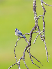 Eurasian Blue Tit. Bird in its natural environment.