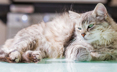 Beauty cat of livestock, siberian breed. Adorable domestic pet with long hair outdoor