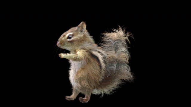 Chipmunk CG fur 3d rendering animal realistic composition, 3d mapping, cartoon, Animation Loop, With Alpha Channel