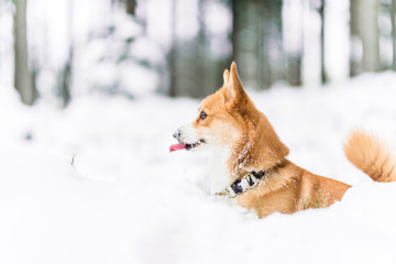 Welsh corgi pembroke dog playing in the snow in the forest, with a funny tongue out