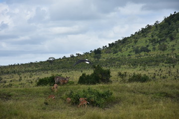 African Fish Eagle flying, ZA