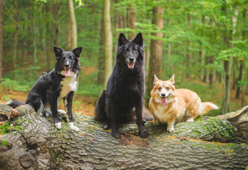 Border collie, belgian shepherd and corgi dogs happy together during a walk in the foest