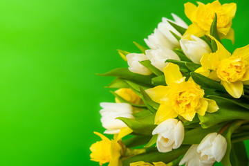 Spring greeting card. White yellow tulip daffodil bouquet on green background. Easter and spring . Woman day concept. Copyspace for text.