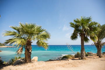 Palm Tree on Picturesque Coast of Mediterranean Sea on Cyprus Island.