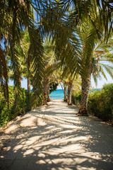 Obraz premium Palm Tree Alley on Picturesque Coast of Mediterranean Sea on Cyprus Island.