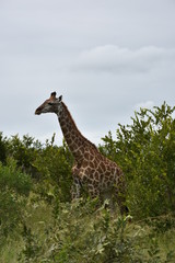 Giraffes in a safari, ZA