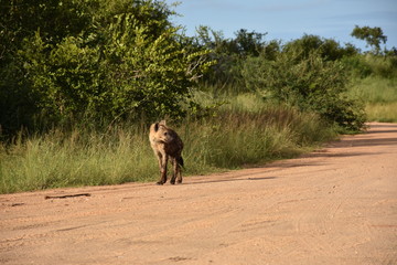 Naklejka premium Hyenas passing by the side of the road, ZA