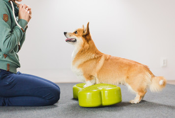 Welsh corgi pembroke dog durig fitness trainig excercise on a balance disc