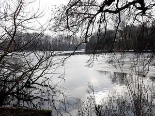Winter landscape with bare tree branches bent over the water.