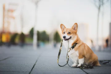 Poster Gelukkig welsh corgi pembroke hondenportret met een riem tijdens een wandeling in het stadscentrum © Justyna