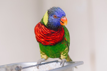 One lorikeet parrot feeding from bowl in a zoo and looking in camera. Beautiful wild tropical animal bird eating nectar. Beauty of wildlife nature.