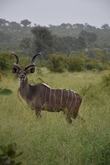 Kudu Bulls portraits in the jungle, ZA