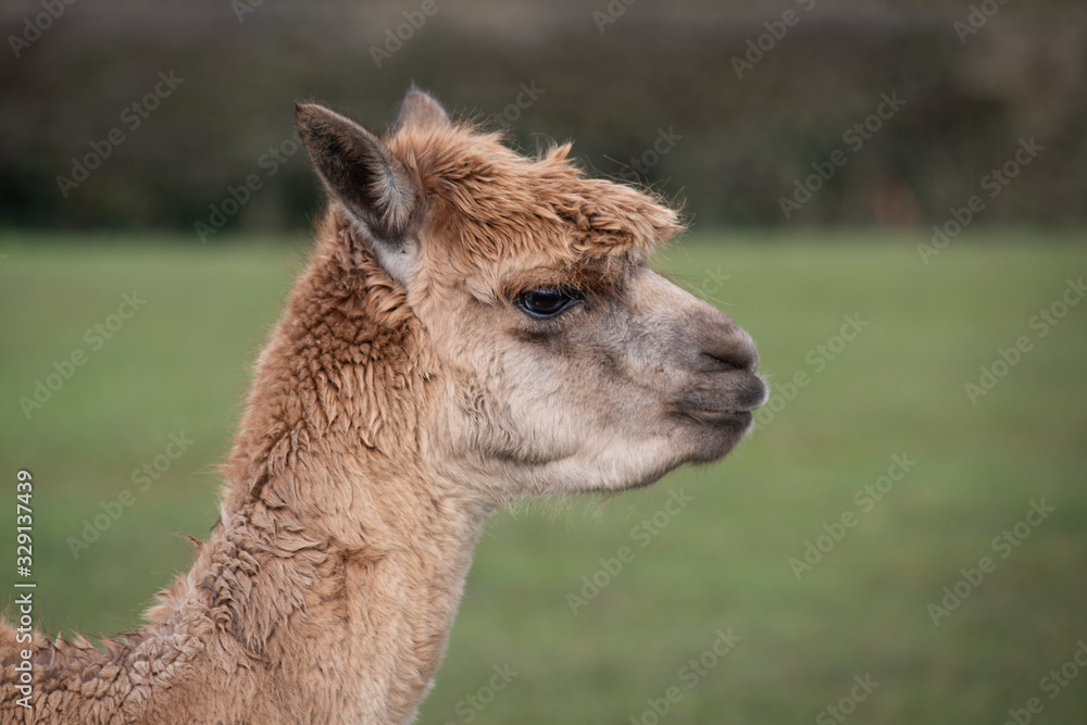 Aufkleber a close up profile portrait of the head and neck of a brown alpaca facing to the right with copy spa