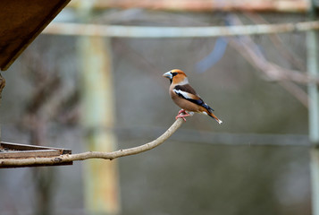 Portrait of the hawfinch sitting on tree branch in the winter