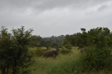 Kudu Bulls portraits in the jungle, ZA