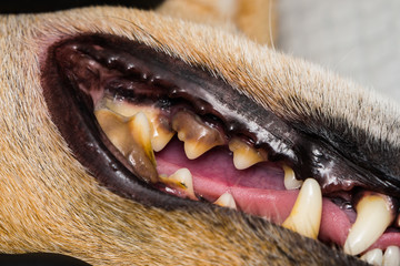 dog with gingivitis and teeth with tartar