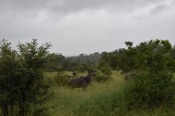 Kudu Bulls portraits in the jungle, ZA