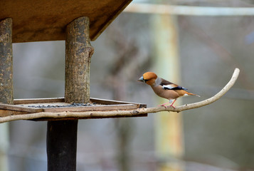 The hawfinch eating sunflowers and seeds on the fodder rack in the winter 