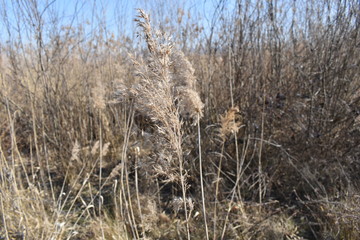 Dry grass in the wind