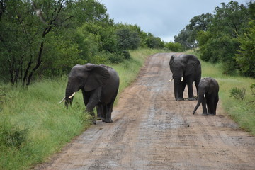 Herd of Elephants marching in the road, ZA