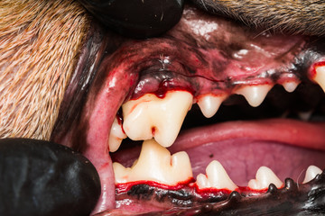 close-u photo of a dog teeth after tartarectomy or dental scalling