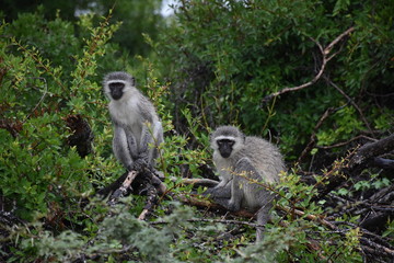 Monkey business in Kruger National Park, ZA