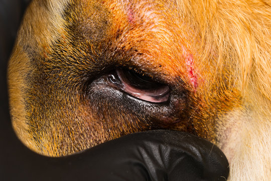 Close-up Photo Of A Dog With Entropion