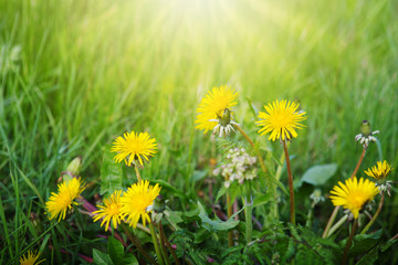 Yellow blooming dandelions in a green lawn.