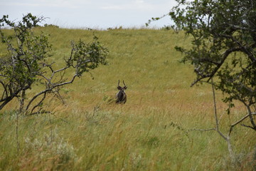 African Antilope lost in the high grass, MZ