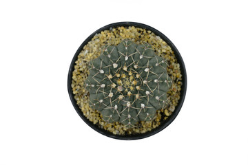 Cactus beautiful plant summer minimal style