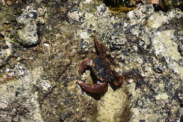 Crab on rocks , Mozambique - Santa Maria