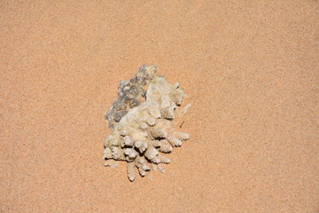 Piece of coral by the beach, MZ