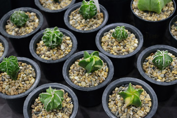 Cactus beautiful plant summer minimal style